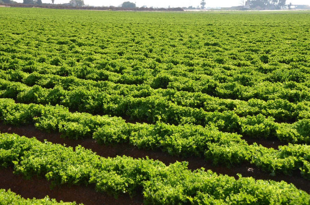  El Ministerio de Agricultura, Pesca y Alimentación convoca ayudas para prolongar los créditos concedidos a titulares de explotaciones agrarias afectadas por la sequía de 2017