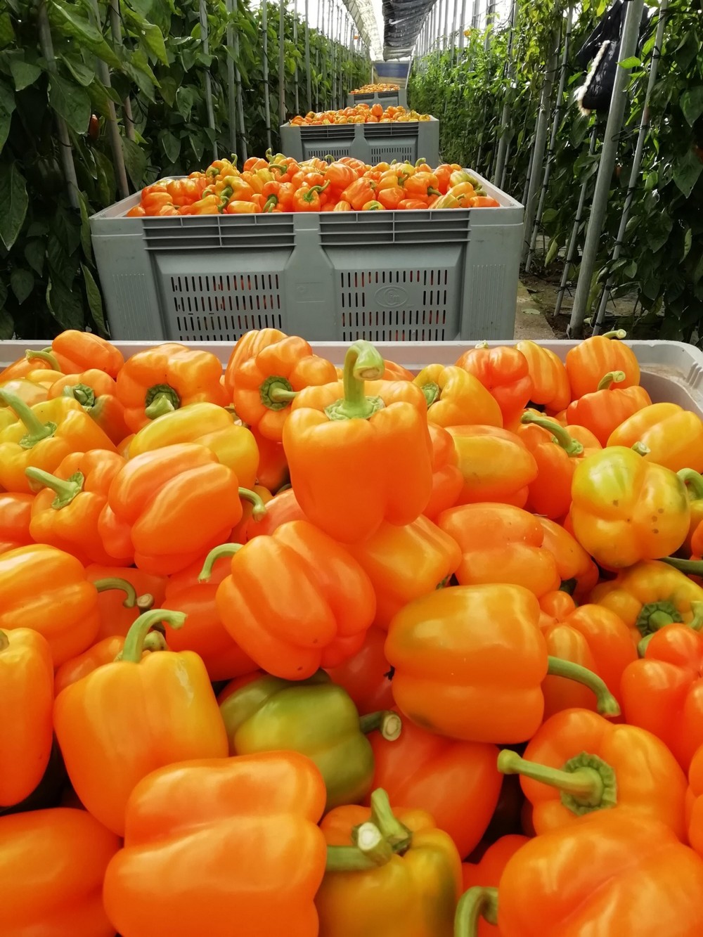 Ramiro Arnedo suma interesantes novedades en pimiento, berenjena, tomate y pepino