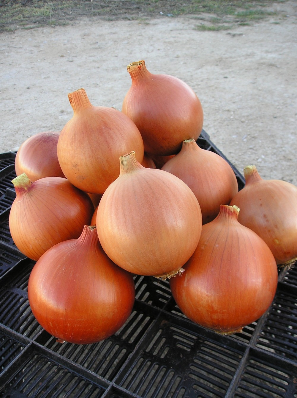 Bejo Ibérica garantiza al productor de cebolla calidad, conservación y los mínimos problemas fúngicos
