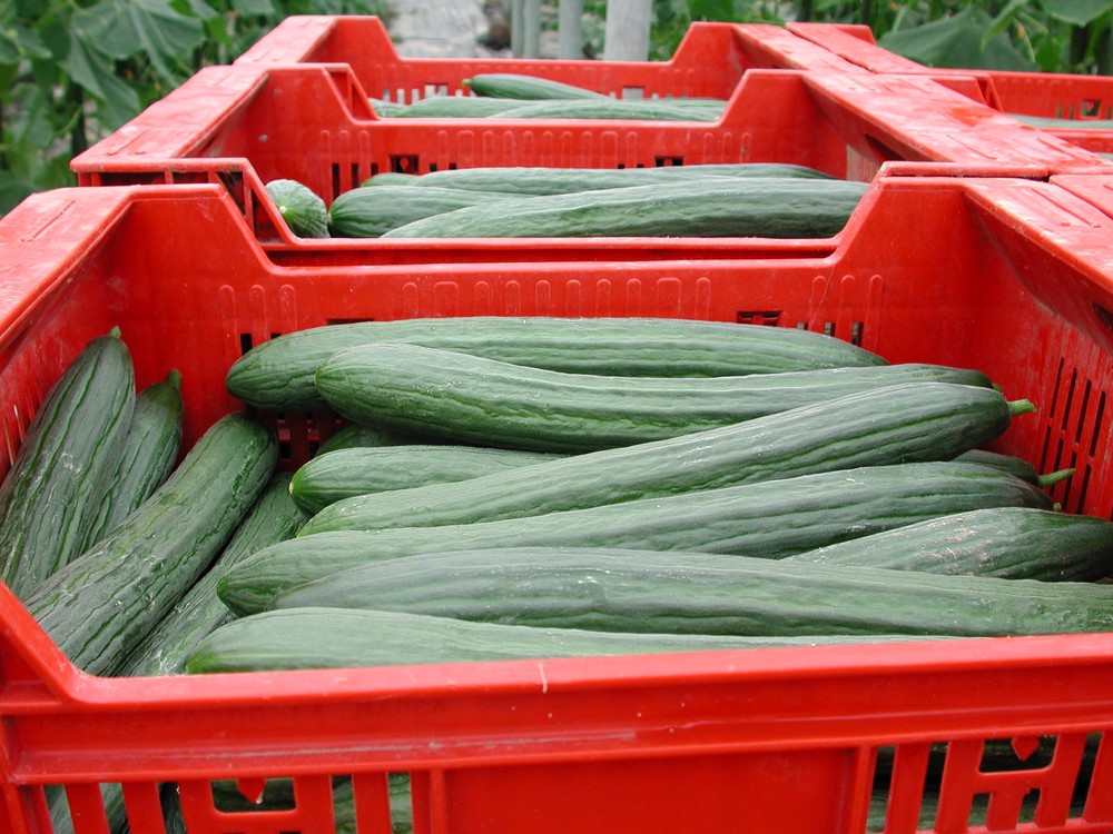 El pepino mantiene precios ruinosos frente al tomate Raf de primera que registra una buena cotización