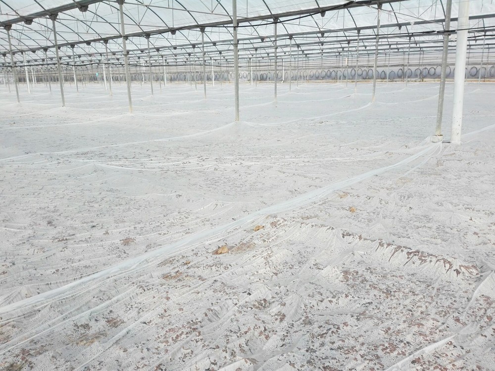Desinfección de suelos agrícolas con Politiv