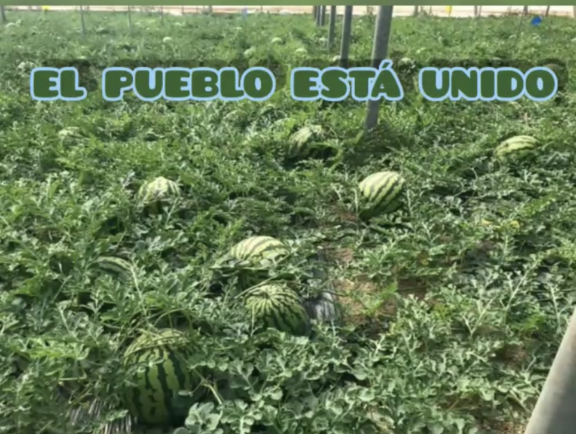 Un grupo de agricultores liderados por “Bernabé” graba un vídeo en el que anuncian que no venderán sus sandías por debajo de 0,65 céntimos