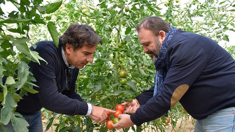Ecoculture Biosciences recomienda el consumo de tomate y pimiento para potenciar el sistema inmune