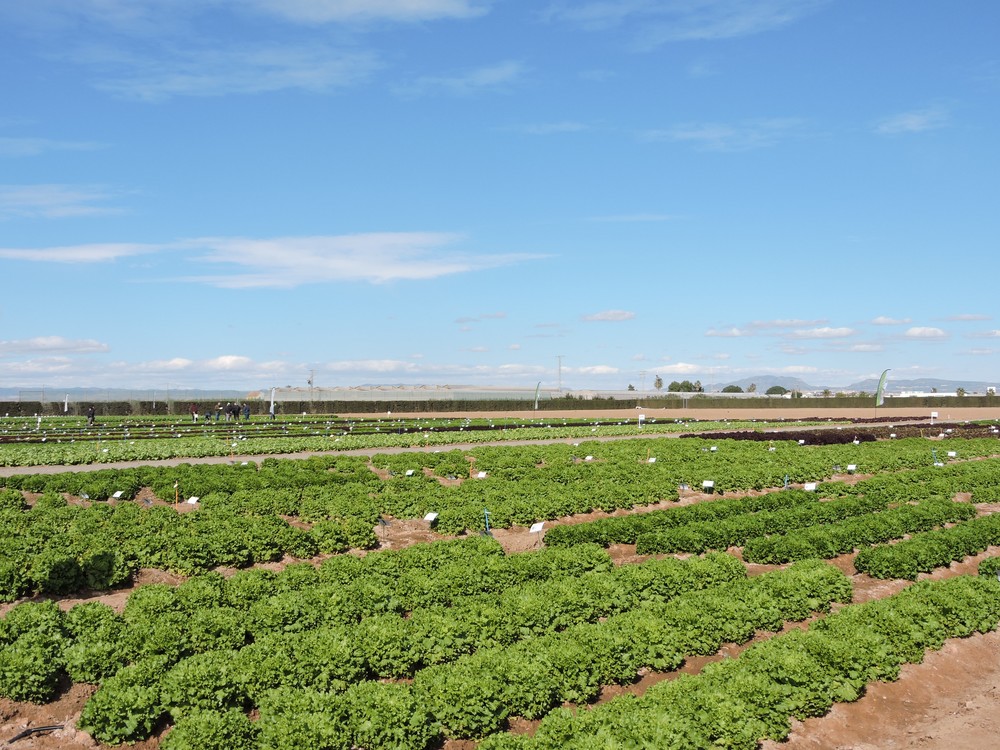 La Comunidad gestiona el  pago de 71 millones a las organizaciones de productores de frutas y hortalizas que revertirá en 12.000 agricultores
