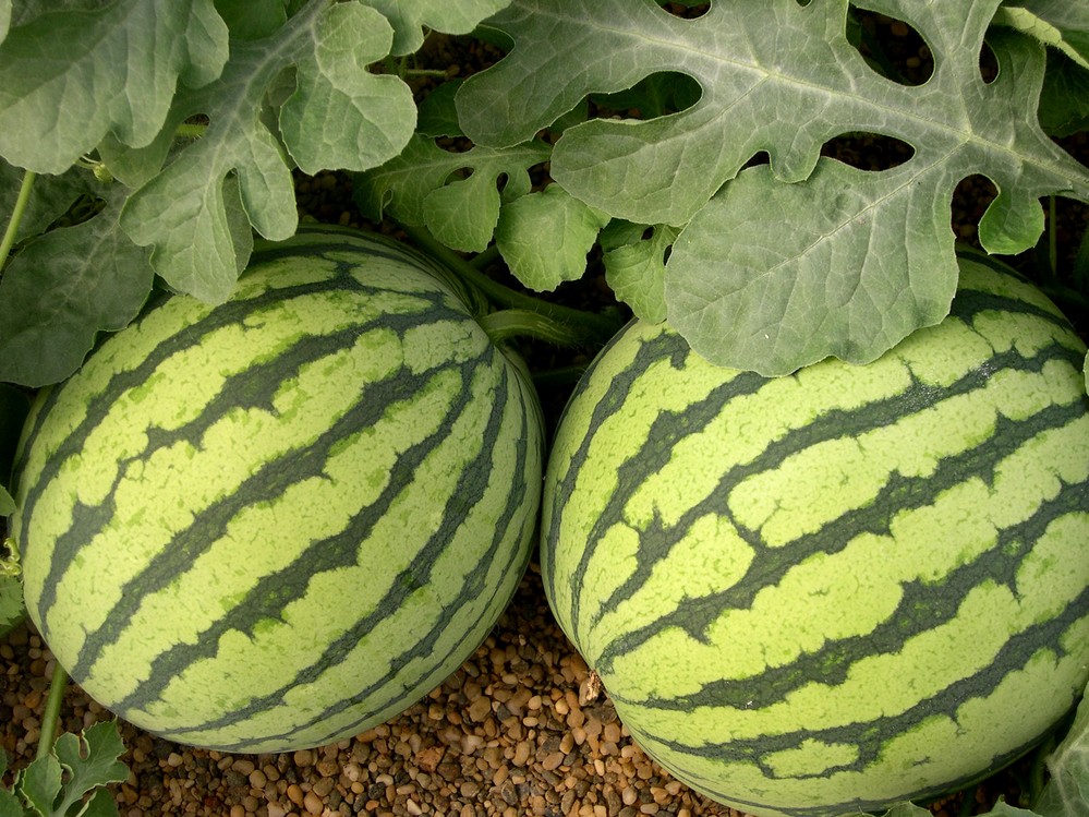 Coexphal asegura que existen pésimos augurios para la campaña de melón y sandía