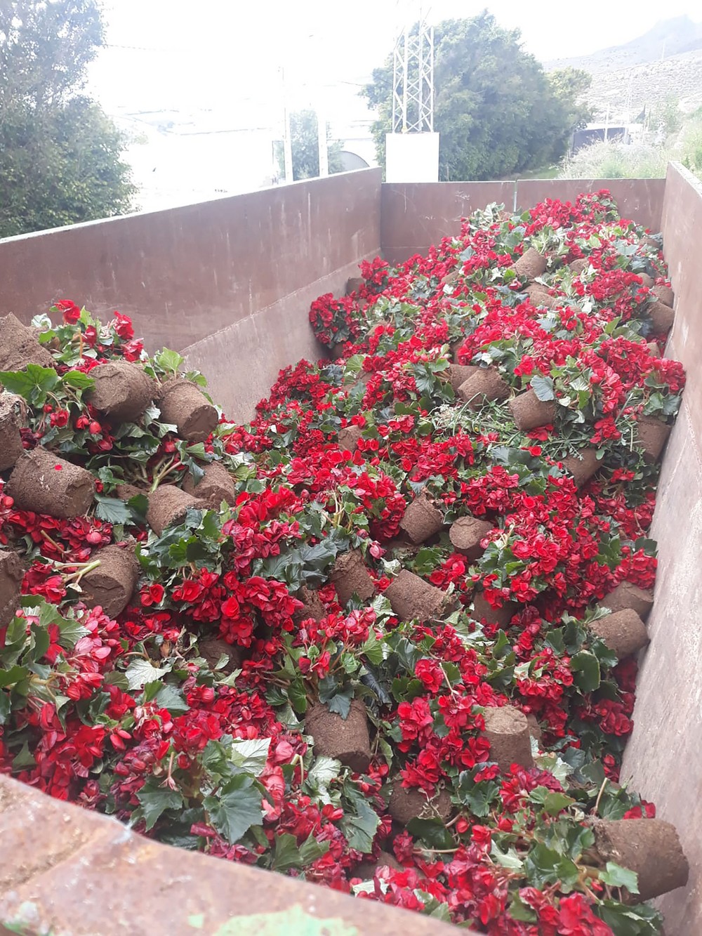 El sector de planta ornamental de Almería perderá 100 millones de euros
