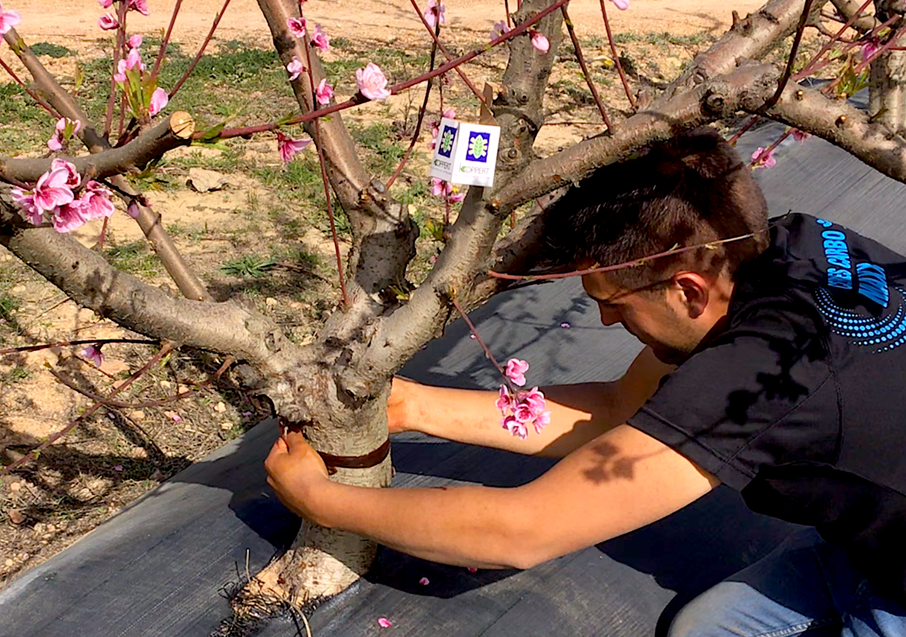  Koppert ofrece con Pegafit un control eficaz de hormigas en cítricos y frutales