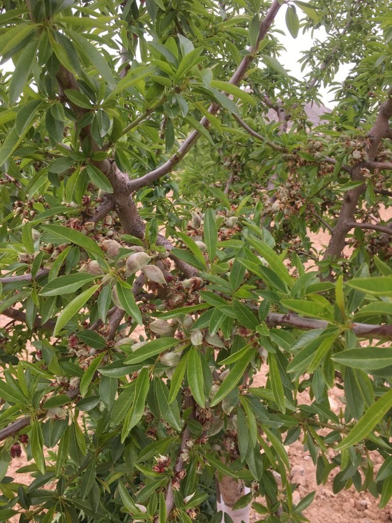 ASAJA destaca las buenas previsiones para el almendro en la provincia