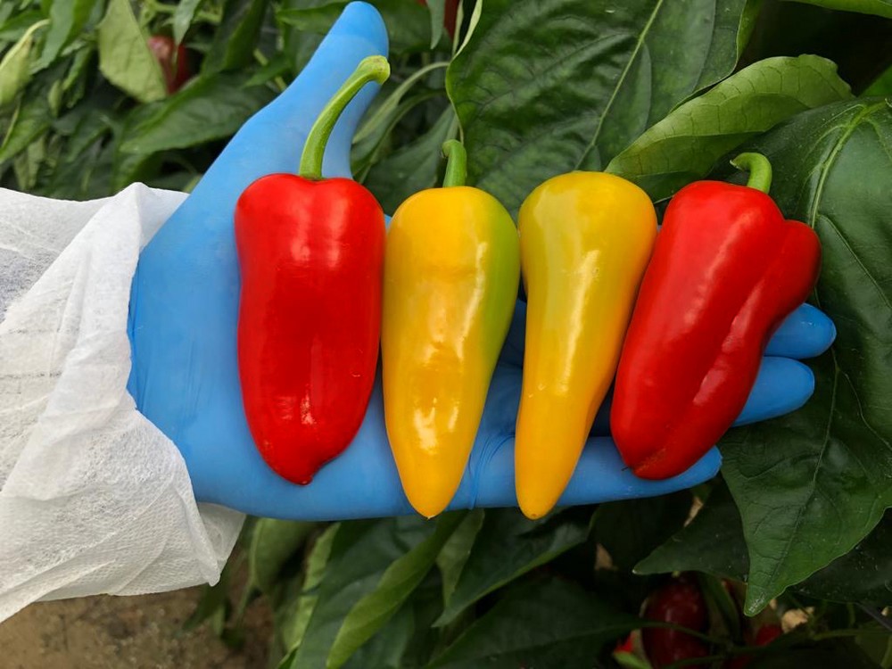 Rijk Zwaan amplía su oferta con pimientos minis y nuevos colores en Sweet Palermo