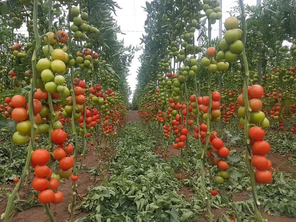 La malla de sombreo aumenta los niveles antioxidantes del tomate ecológico