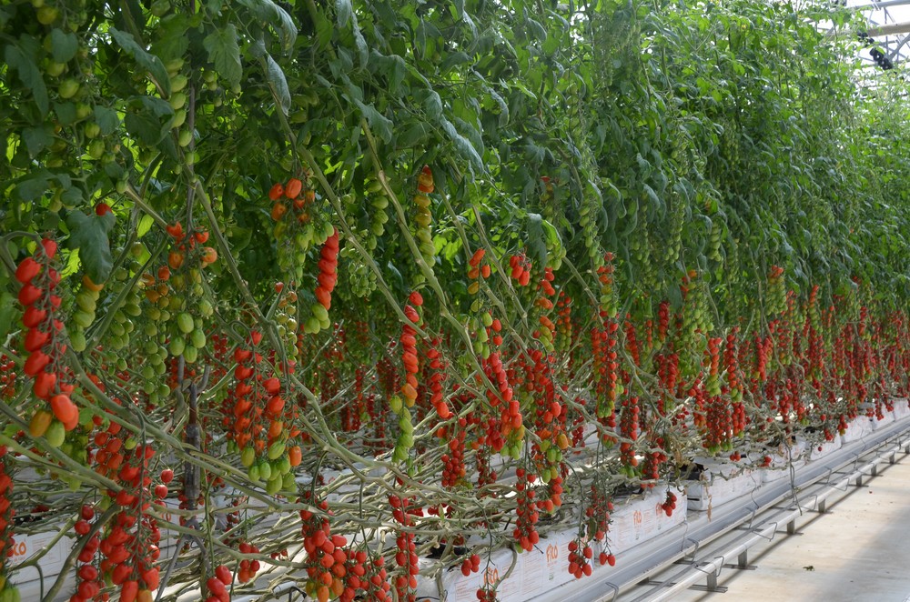 Agricultura recuerda que la corrección de errores se hace al Gobierno de España por no incluir en la rebaja fiscal a todos los sectores afectados