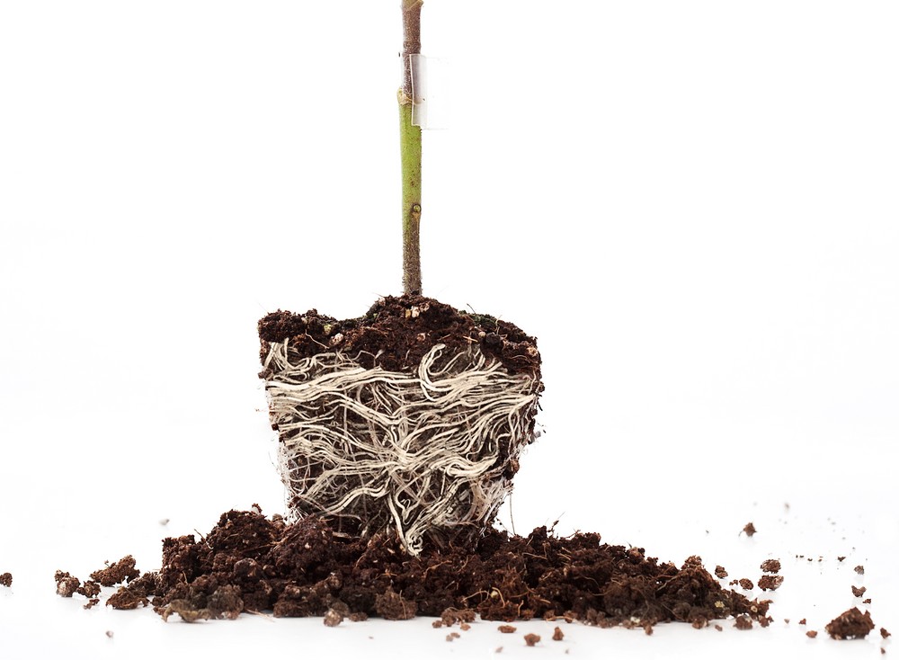 Los portainjertos de Fitó favorecen la aireación del cultivo para una mejor sanidad de planta y calidad del tomate