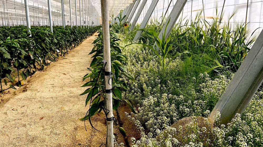  Parasitoides y plantas refugio son la clave del éxito en el control biológico de pulgón