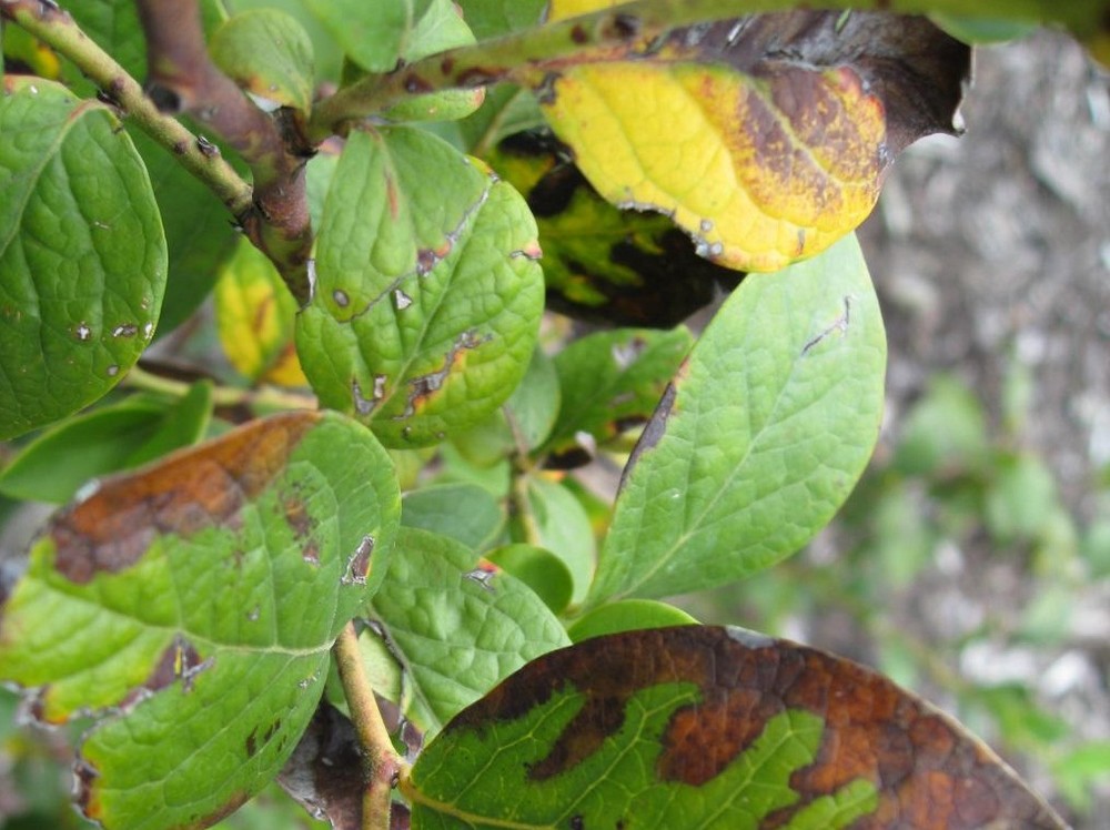  Los análisis de la Junta confirman la erradicación de ‘Xylella fastidiosa’ en Andalucía