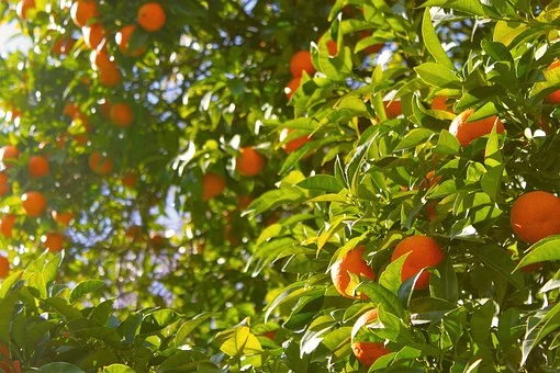  El Consejo de Ministros actualiza programas nacionales de prevención, control y erradicación de plagas en especies vegetales