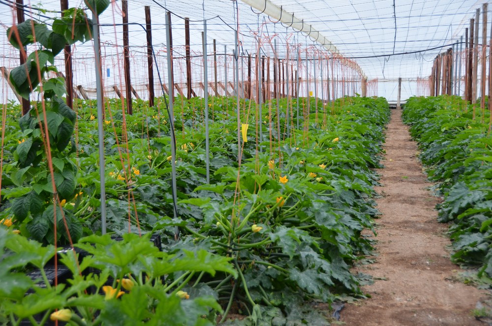  El secretario general de Agricultura y Alimentación analiza con las CCAA la aplicación en España de las medidas comunitarias para el sector agrario