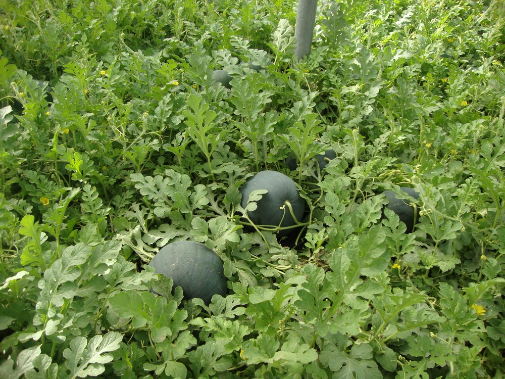La RAIF ofrece las claves para evitar la dispersión de la rosquilla verde en cultivo de sandía en invernadero