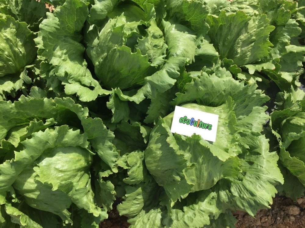Ecoculture Biosciences plantea soluciones a los agricultores del Campo de Cartagena ante la limitación de la fertilización en los cultivos