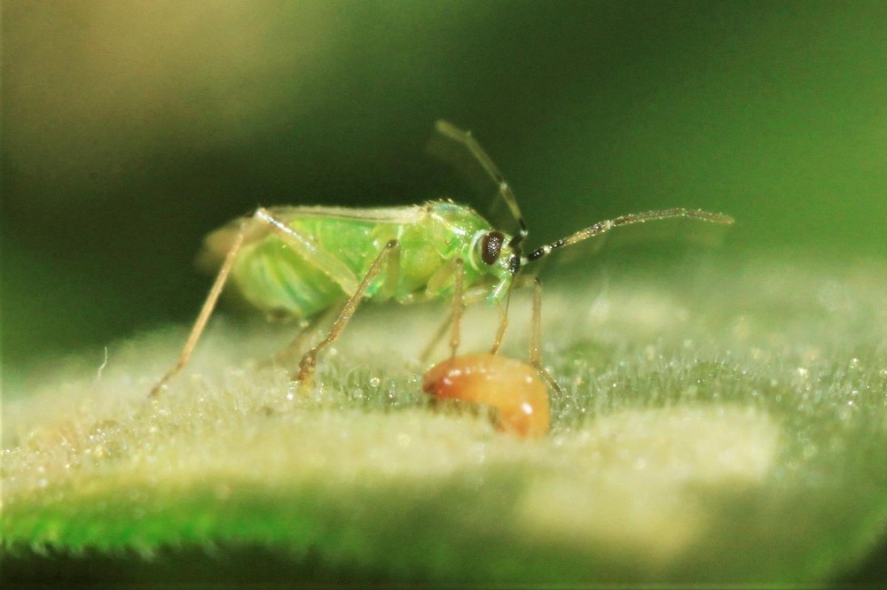 HORTYFRUTA pone el control biológico bajo la lupa