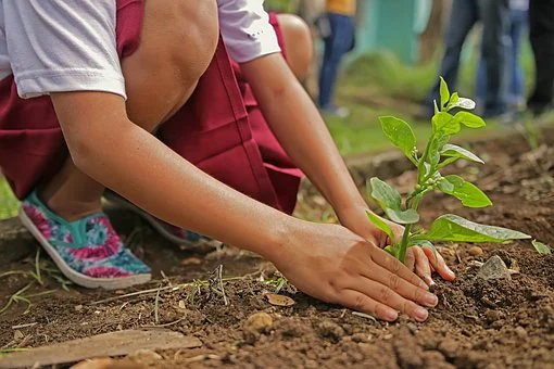 El SAE amplía su dispositivo para dar cobertura  a las demandas de mano de obra  del sector agrario