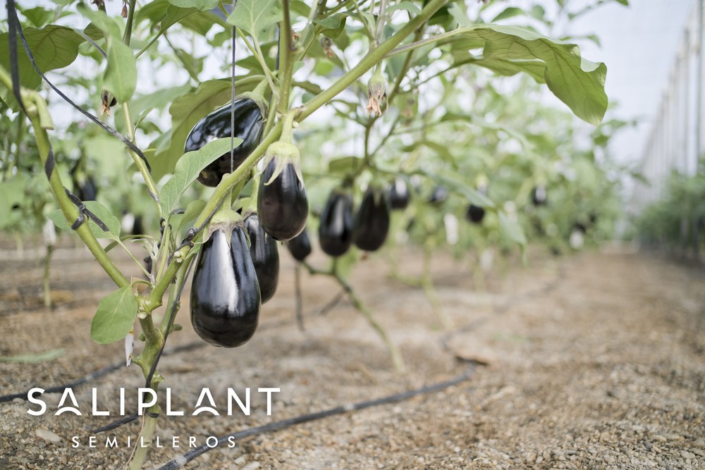 Saliplant, la apuesta segura de los agricultores almerienses para su campaña de berenjena