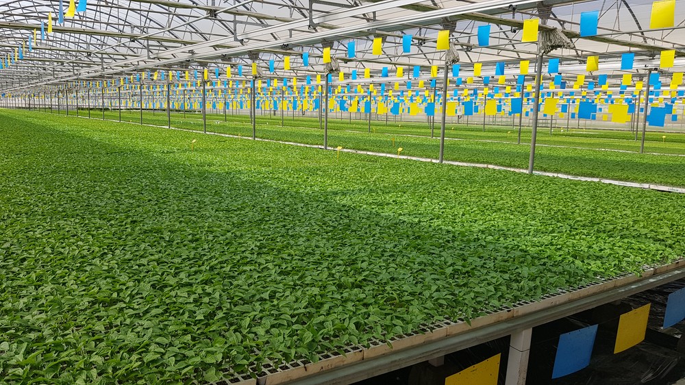 El semillero de Campoejido se reorganiza ante el COVID-19 y mantiene garantía de entrega