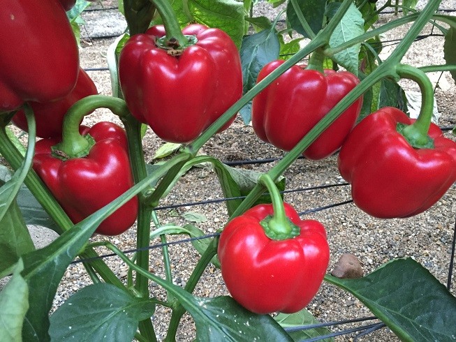 El California rojo de Top Seeds Galiano supera todas las expectativas este año