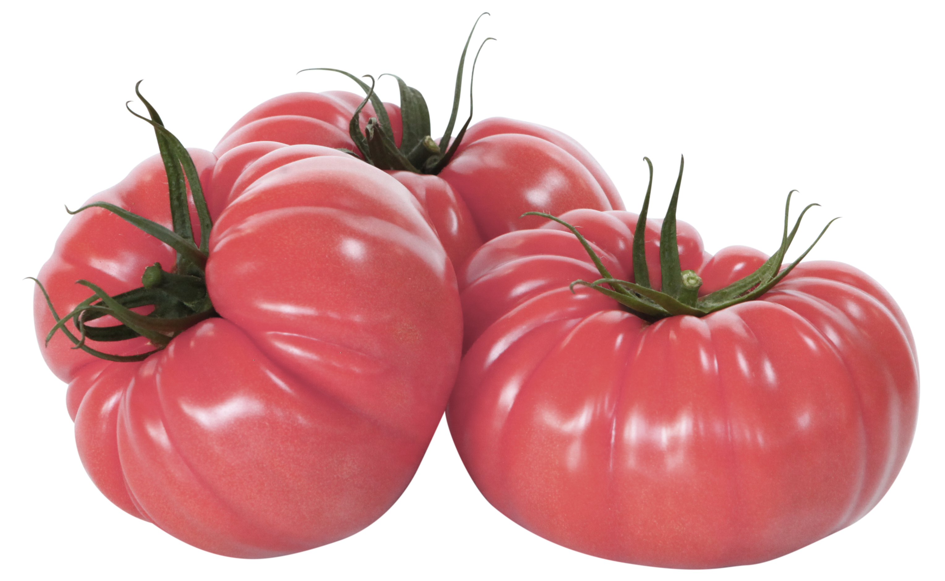 Yuksel Seeds añade a su catálogo variedades más productivas y eficientes con el mejor sabor