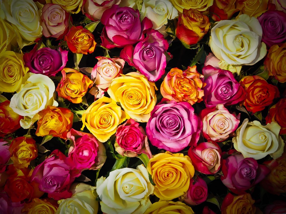 COAG pide al Ministerio de Agricultura medidas de apoyo urgentes para los floricultores ante la quiebra técnica del sector de flor cortada y ornamentales