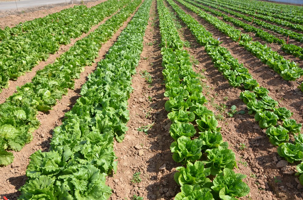 La Comunidad distribuye cerca de seis millones de euros para mejora de explotaciones agrarias entre 397 beneficiarios