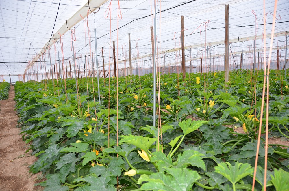 Autorizado el convenio entre Enesa y Agroseguro para la ejecución de los planes de seguros agrarios en el ejercicio 2020