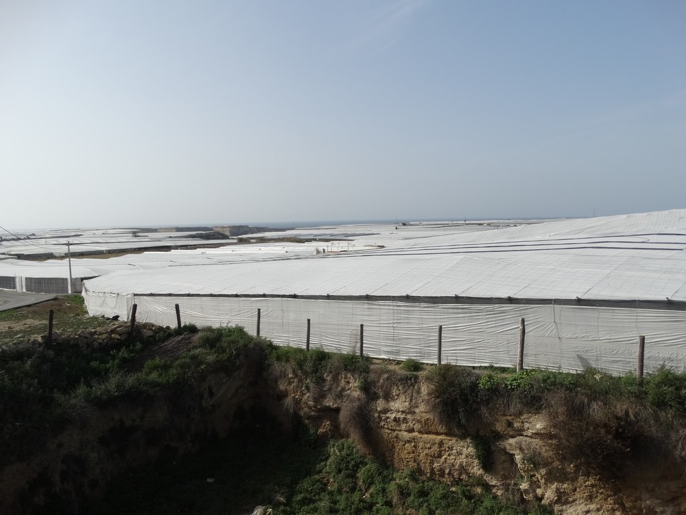 COAG Andalucía lamenta que el Gobierno colabore con “con campañas tóxicas de la competencia europea contra el campo andaluz”