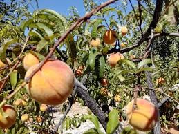 El MAPA analiza con el sector de la fruta de hueso el inicio de la campaña 2020 que comienza con mejores cotizaciones
