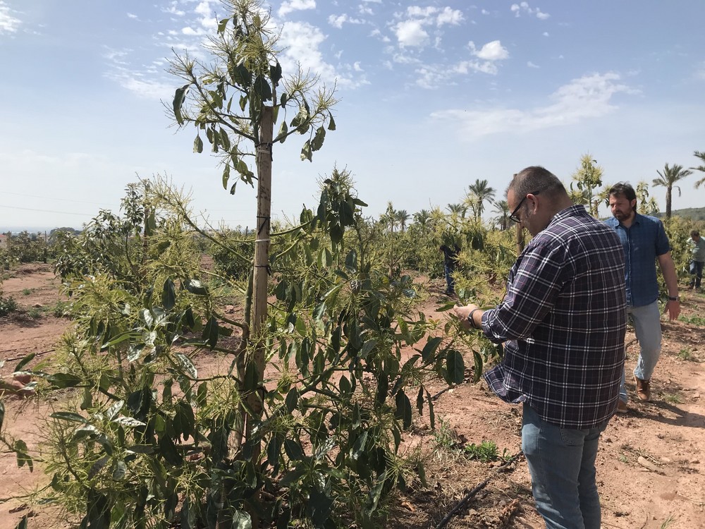 Mayor cuajado en aguacate en la Costa Tropical y Levante con el programa de Ecoculture Biosciences
