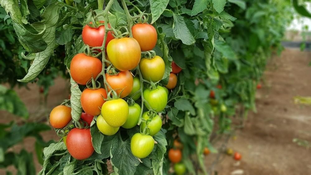 Harrison, el tomate pera para exportación de HM.CLAUSE que aúna rentabilidad, vida útil y sabor