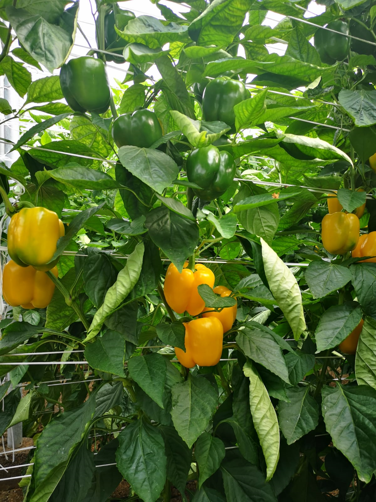 Vilmorin, producción más calidad, éxito asegurado en pimiento California temprano