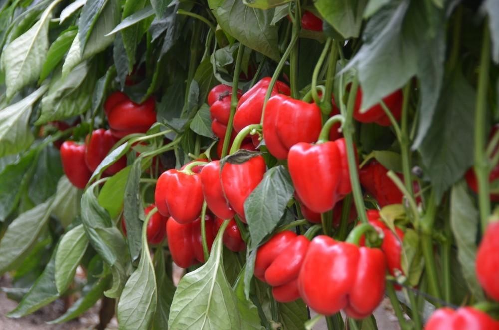 Abraham F1, el California rojo de HM.CLAUSE de gran calidad y uniformidad, que sorprende por su alta producción final