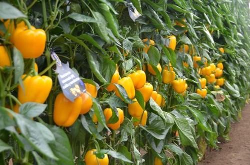 Syngenta completa su catálogo de pimiento  con variedades resistentes a oídio