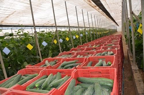 Pepino Almería y cherry rama, dos de los productos que no cubren costes de producción