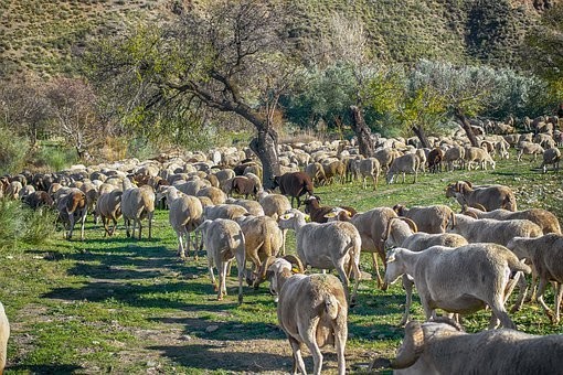  Un centenar de interesados del sector ganadero reciben formación sobre el Decreto-Ley de Protección Integral del Mar Menor