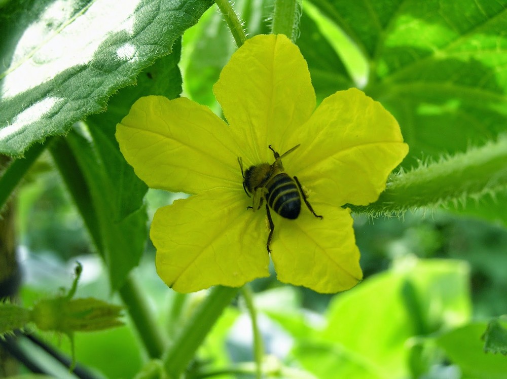 Grupo Agroponiente homenajea a “nuestros mejores polinizadores” en el ‘Día Mundial de las Abejas’: “Sin ellas, el mundo se acabaría”