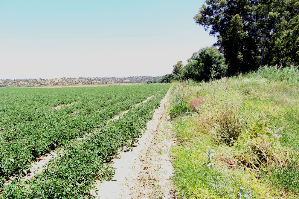 Una agricultura productiva y rentable fomentando la biodiversidad es posible
