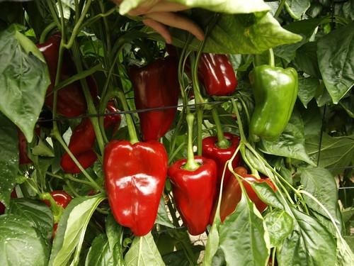 El lamuyo rojo supera los dos euros siendo el pimiento que mejor cotizó en la semana 21 del año