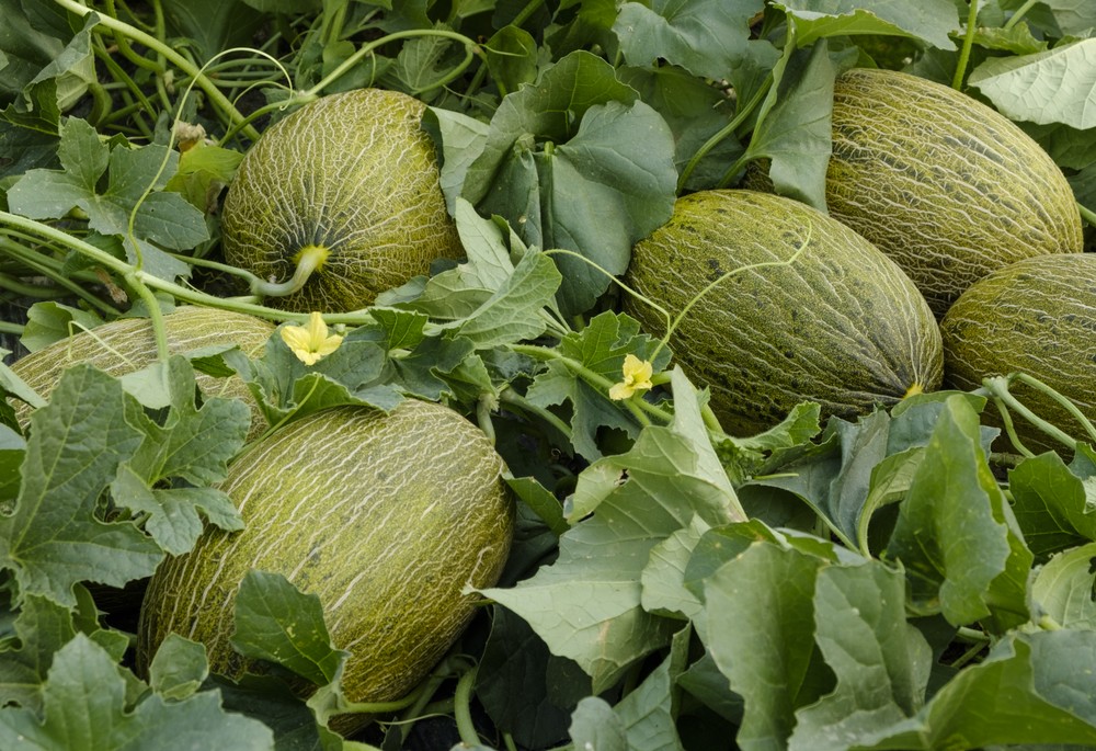 Graciano de Syngenta está demostrando ser la alternativa perfecta en melón piel de sapo para trasplantes tempranos de Almería
