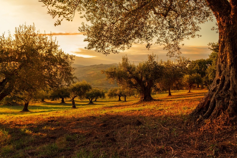 COAG pide un reforzamiento de la Política Agraria Común (PAC) en el nuevo presupuesto UE para garantizar la seguridad alimentaria de Europa
