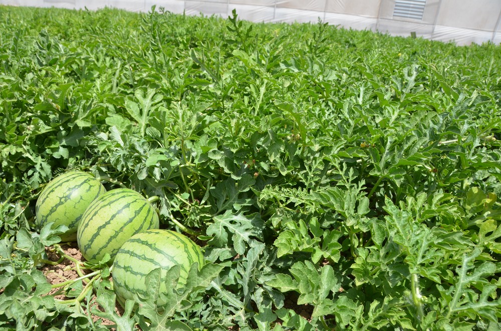 Murcia se estabiliza en los 2,5 millones de toneladas de frutas y hortalizas frescas exportadas en 2019