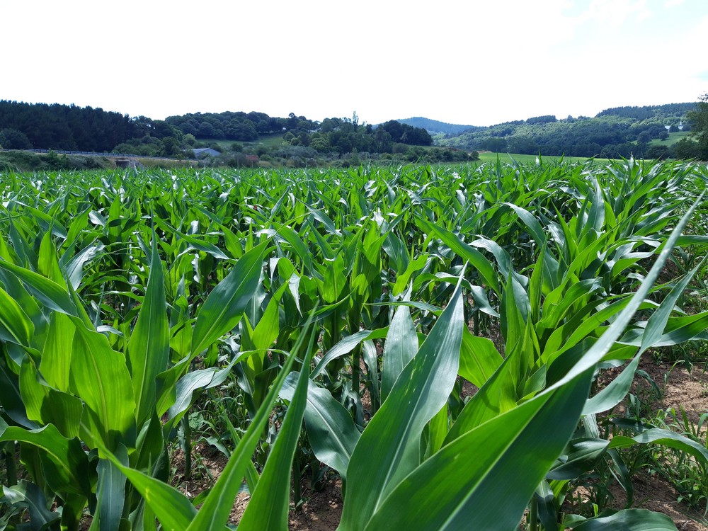 Profertil, el bioestimulante foliar de alto rendimiento de Fertiberia TECH que fortalece el cultivo y aumenta su potencial productivo