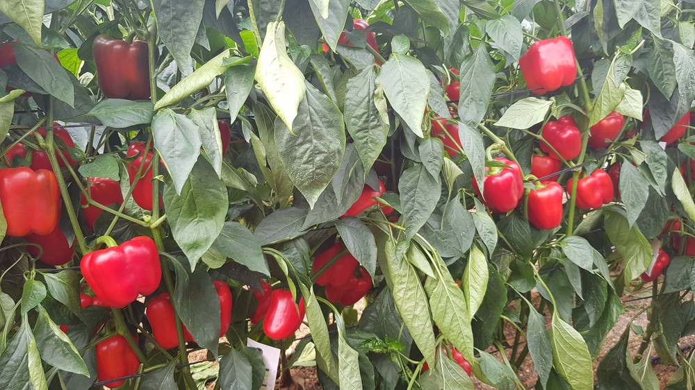 Adrianno y Churchill llegan al catálogo de Zeraim para reforzar su posicionamiento en pimiento tardío en Almería
