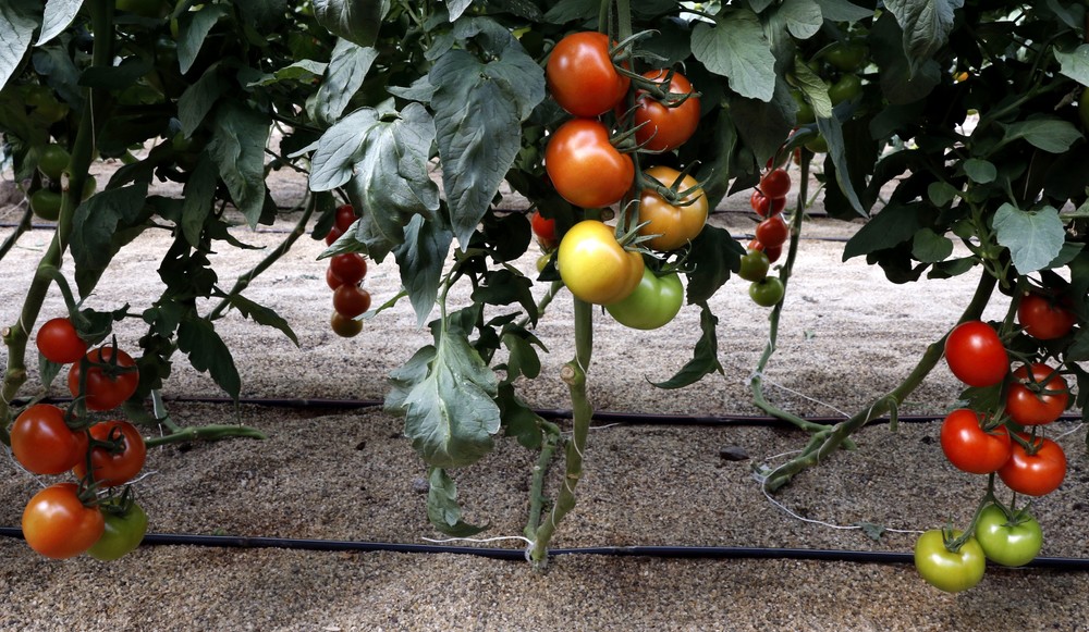 Soluciones nutritivas 50-50 (A+B) para tomate en Almería con la precisión de Nutri Liquid Perfect Fit