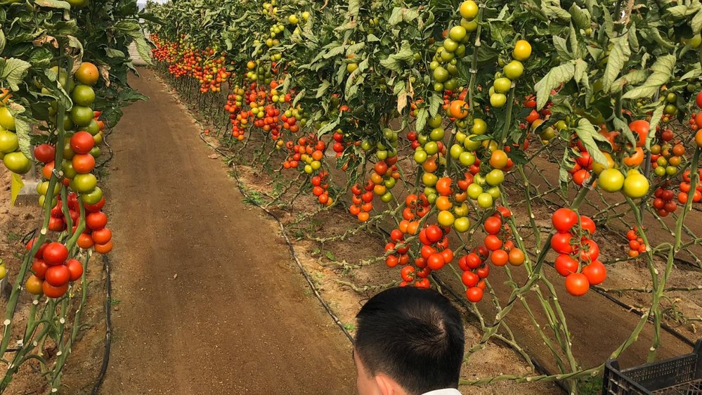 Laujar, Bateyo y Zirconyta se consolidan como grandes referencias de Seminis en tomate